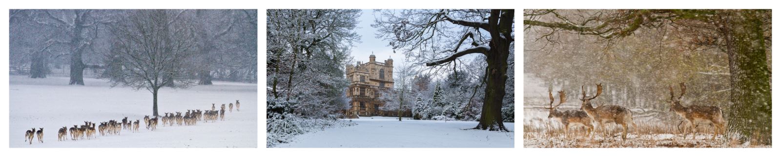 Winter at Wollaton Hall - Photography by Chris Denning